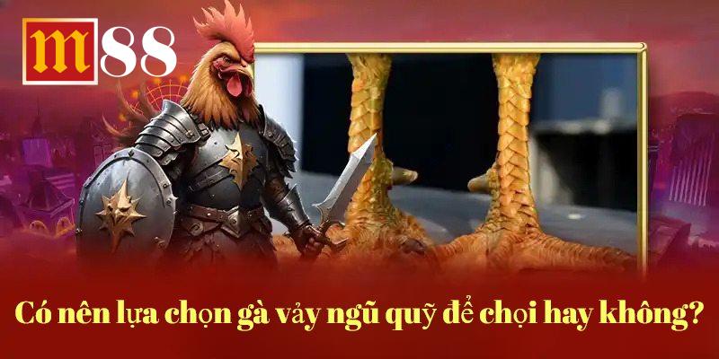 Sở hữu chiến kê này gần như có chiến thắng dễ dàng