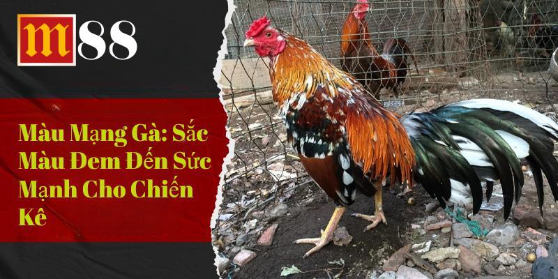 Màu Mạng Gà Đá Sắc Màu Đem Đến Sức Mạnh Cho Chiến Kê