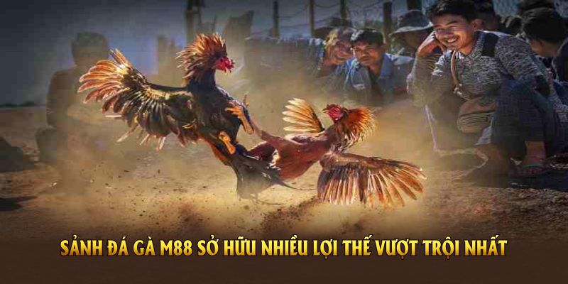Sảnh đá gà M88 sở hữu nhiều lợi thế vượt trội nhất