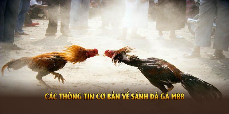 Các thông tin cơ bản về sảnh đá gà M88 bạn nên biết